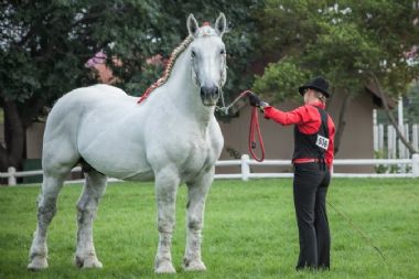 National Champion Stallion  - Vaillant du Chalus